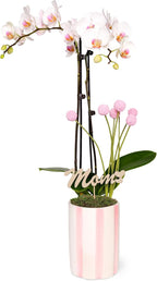 Green Circle Growers 5" White with Pink Orchid with Mom Pick and Billy Balls, Living Indoor Plants, House Plant