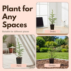 My Shelfie – Arizona Cypress Bonsai Starter Tree (Cupressus arizonica), Live Evergreen Plant for Indoor or Outdoor Bonsai Forest Garden, Home & Living Room Décor (3)