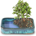 Brussel's Bonsai Live Dwarf Jade Bonsai Tree, Indoor - Medium, 4 Years Old, 8 to 12 Inches Tall - Jade Tree in Decorative Water Bonsai Pot