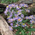 Chalily Water Aster, a Great Live Pond Plant for Your Water Garden. Filters The koi and Goldfish Pond. Good for Bogs, Plant Shelf or Shallow Water This marginal Aquatic is a Real Beauty