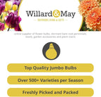 Grower Special Mix Gladiolus Flower Bulbs - 100 Bulbs Assorted Colors - Make Great Cut Flowers - Perennializing - Fragrant - Vibrant Color Mix - Live Plant Outdoor Garden