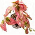 7" Artificial Red Caladium Plant in Geometric Ceramic Pot Lifelike Variegated Faux Potted House Plant 8" Wide Desk Shelf Bathroom Home Office Decor