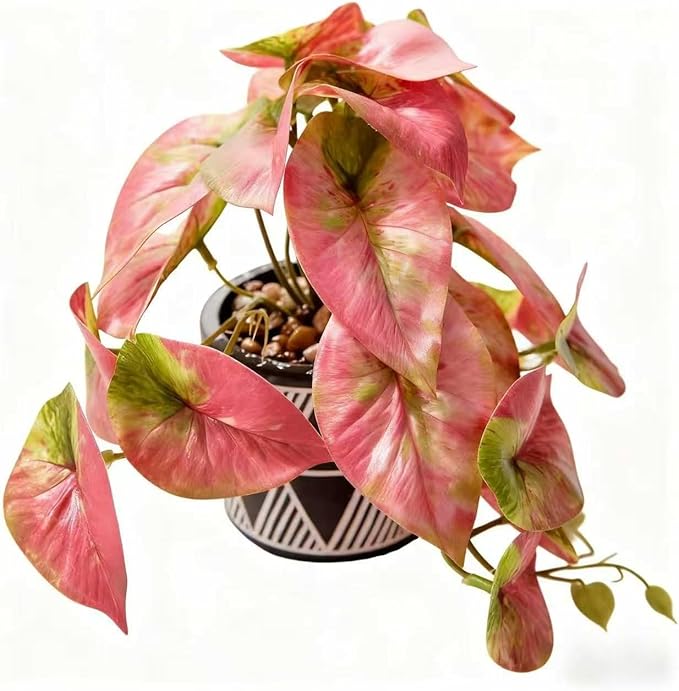 7" Artificial Red Caladium Plant in Geometric Ceramic Pot Lifelike Variegated Faux Potted House Plant 8" Wide Desk Shelf Bathroom Home Office Decor