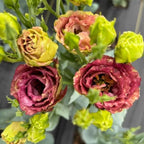 Eustoma Lisianthus Plant Live, Lisianthus Flowers Well Rooted Plug 2-3 Inch Height, Lisianthus Thornless Roses Seedling (Brown Lisianthus)