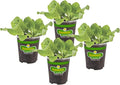 Bonnie Plants Buttercrunch Lettuce 19.3 oz. 4-pack