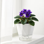 12 Pack Self Watering Pots for Indoor Plants, 5 Inches Self Watering Planters Small African Violet Self Watering Clear Pots for Plants Herb Orchid Flower Houseplant Pots, White