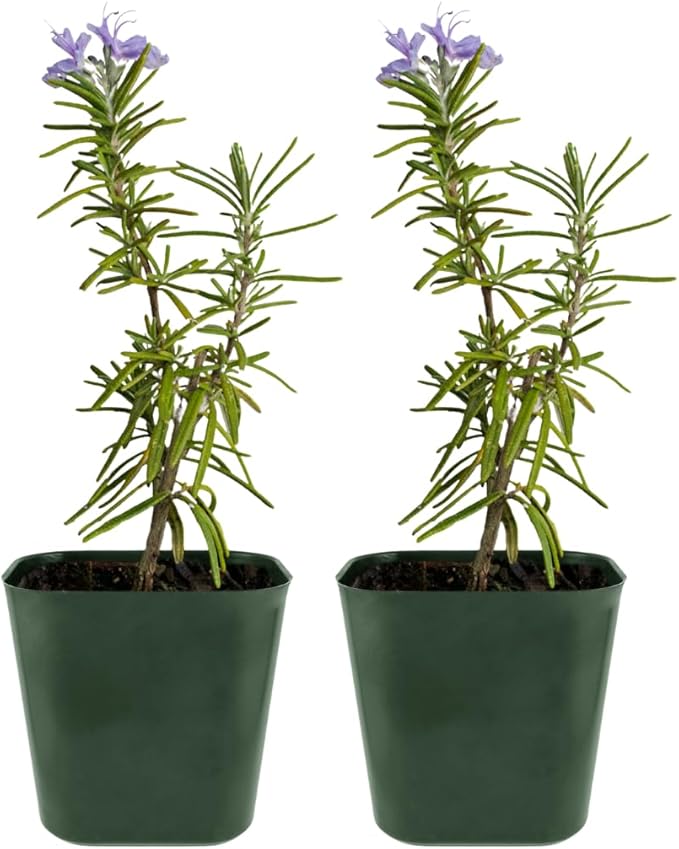Mini Purple Flower Rosemary Plant Starter Outdoor Herb Garden Live Rosemary Plant (2)