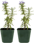 Mini Purple Flower Rosemary Plant Starter Outdoor Herb Garden Live Rosemary Plant (2)