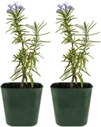 Mini Purple Flower Rosemary Plant Starter Outdoor Herb Garden Live Rosemary Plant (2)