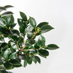 PERFECT PLANTS Yuletide Camellia Bush 1 Gallon | Live Shrub for Outdoor Planting | Beautiful Early Spring Flowers | Red Flower with Yellow Center