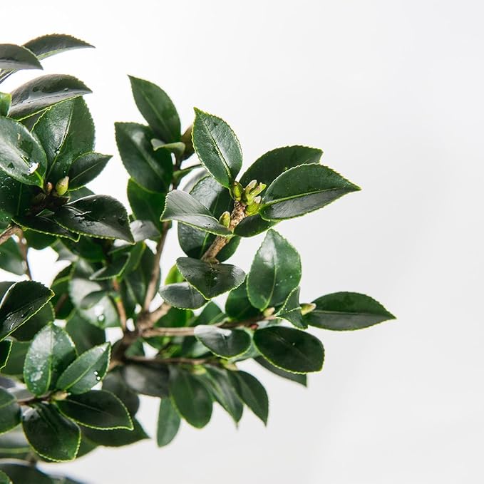 PERFECT PLANTS Yuletide Camellia Bush 1 Gallon | Live Shrub for Outdoor Planting | Beautiful Early Spring Flowers | Red Flower with Yellow Center