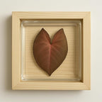 DIY Live Plant Art – Grow Your Creation with Terra Gel | Easy to Use | Living Plants in Every Picture