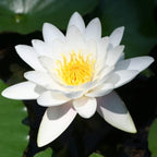 Nymphaea Colossea White Hardy Water Lily Rhizome Live Aquarium Plant BUY2GET1FREE