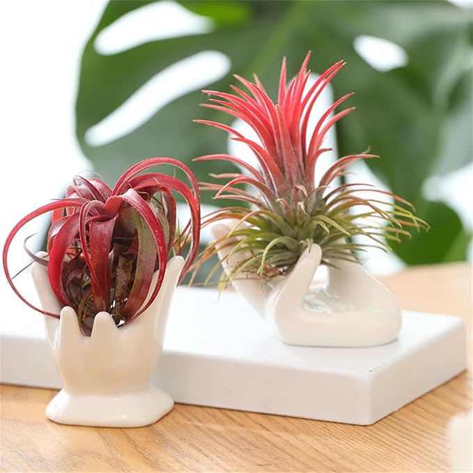Air Plant Holder Cute Ceramic Mini Hand Shape Stand Airplants Tillandsia Small Container Pot Plant Decorative Home Decor for Desk Table Shelf Office Decorations, White