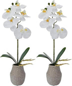 Mikasa Artificial Orchid in Pot, Real Touch Phalaenopsis Orchid, Embossed Weave Cement Pot, 16-Inch Single Branch, White/Yellow (Pack of 2)