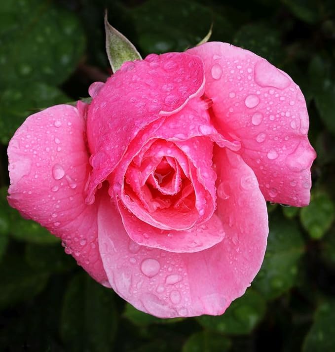 100PCS Dark Rose Mixed Color Rose Seeds Rare Garden Flower Seeds Heirloom