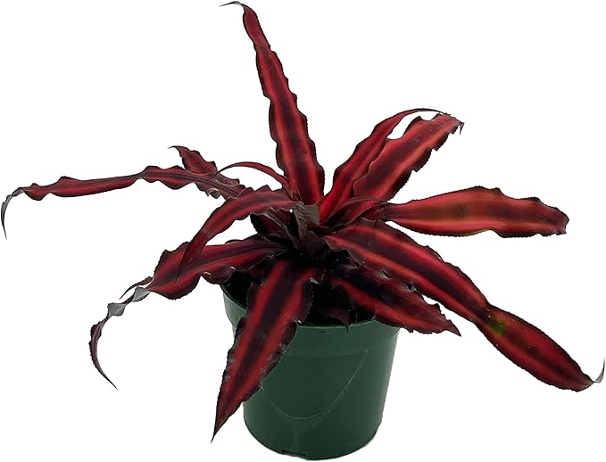 ragnaroc Live Plants – Cryptanthus ‘Red Star‘, 4-8" in 4" Pot - 1ct - Live Arrival Guaranteed - Succulents and House Plants for Home Decor & Gift