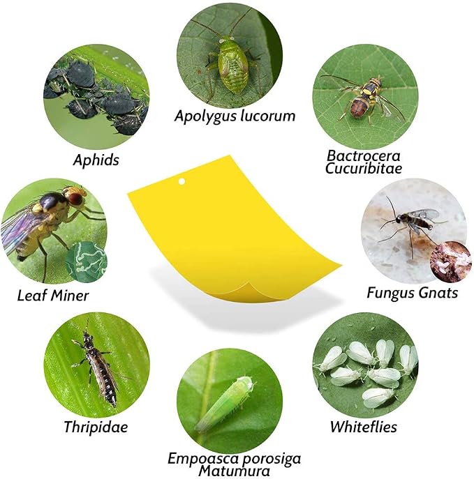 Kensizer 50-Pack Fruit Fly Trap, Yellow Sticky Gnat Traps Killer for Indoor/Outdoor Flying Plant Insect Like Fungus Gnats, Whiteflies, Aphids, Leaf Miners - 6x8 in, Twist Ties Included
