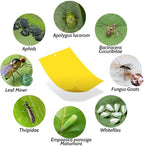 Kensizer 10-Pack Fruit Fly Trap, Yellow Sticky Gnat Trap Killer for Indoor/Outdoor Flying Plant Insect Like Fungus Gnat, Whiteflies, Aphids, Leaf Miners - 6x8 in, Twist Ties Included