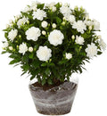 2 Jasmine Plant Live, Frost Proof Gardenia Plants Cape Jasmine Live Plant Between 5 and 7Inc Tall Outdoor Planting Indoor