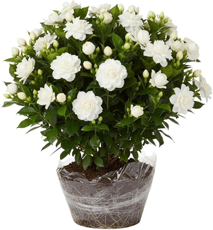 2 Jasmine Plant Live, Frost Proof Gardenia Plants Cape Jasmine Live Plant Between 5 and 7Inc Tall Outdoor Planting Indoor