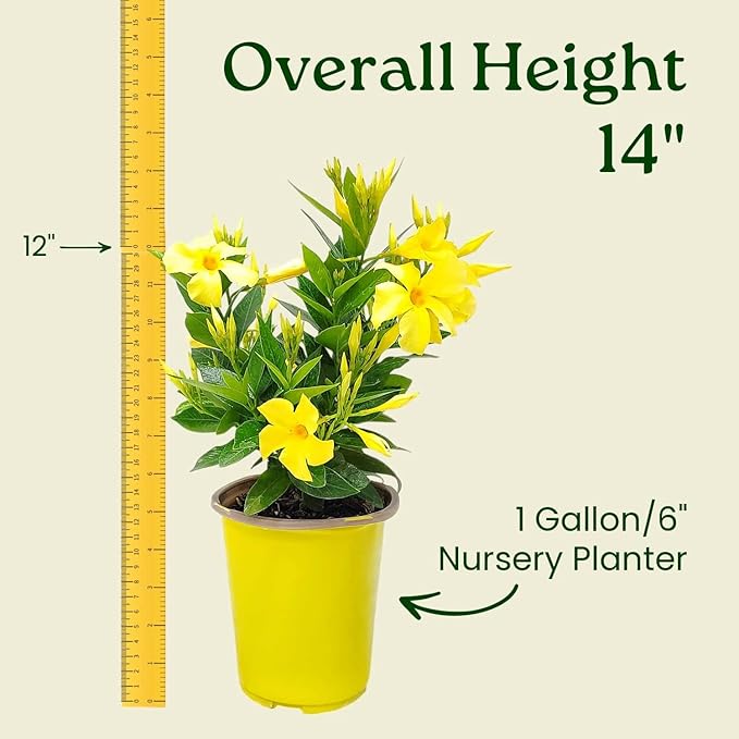 Live Dipladenia Bush with Yellow Flowers - Partial to Full Sunlight Plant - 12" to 16" Overall Height - 6" Growers Planter - Tropical Plants of Florida (Plant in Growers Planter)