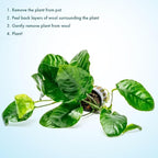 SubstrateSource Anubias Live Aquarium Plants - Potted Freshwater Plant for Fish Tanks, Terrariums - Beginner Friendly Low Light (Barteri Wrinkle Leaf, 1 Pot)