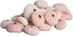 Nautical Crush Trading Sea Urchins Shells for Air Plants - 25 Pink (1-2") Sea Urchin Shells - Hanging Air Plant Holder - Air Plants Live Holders - No Plants Included