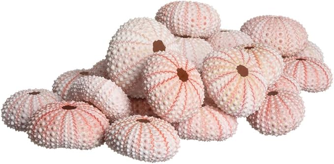 Nautical Crush Trading Sea Urchins Shells for Air Plants - 25 Pink (1-2") Sea Urchin Shells - Hanging Air Plant Holder - Air Plants Live Holders - No Plants Included