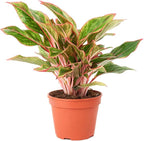 Chinese Evergreen 'Red Siam' (6 inch) - Air-Purifying Houseplants - 4/6 inch Unique Live Decorative Houseplants - Low-Maintenance Indoor Plants, House Warming Gift, Natural Air Purifier