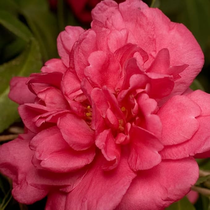 Alabama Beauty Camellia (2.5 Quart) Flowering Evergreen Shrub with Rosey-Red to Pink Blooms - Full Sun to Part Shade Live Outdoor Plant - Southern Living Plants