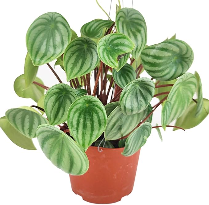 Peperomia Watermelon (6 inch) - Pet-Friendly Houseplants - Attractive Indoor Plants, Easy to Grow, Pet Safe Plants for Cats & Dogs, Ideal for Home Decor, Office & Gift