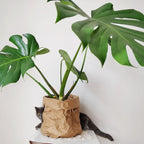 Monstera Plant Live, Monstera Fully Rooted 4-7'' Tall, No Pot, Easy-Care, Fast-Growing Indoor Houseplant (Deliciosa Swiss Cheese)