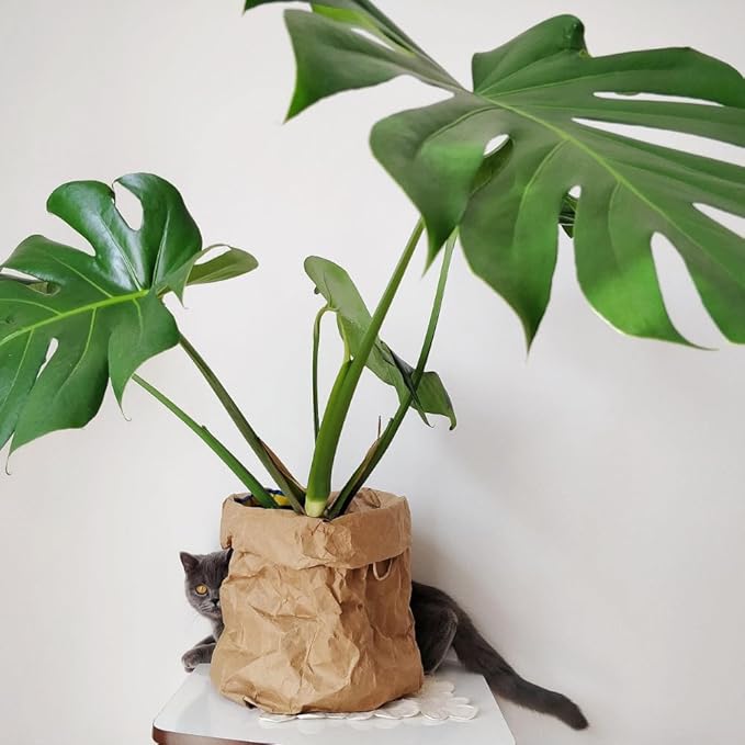 Monstera Plant Live, Monstera Fully Rooted 4-7'' Tall, No Pot, Easy-Care, Fast-Growing Indoor Houseplant (Deliciosa Swiss Cheese)