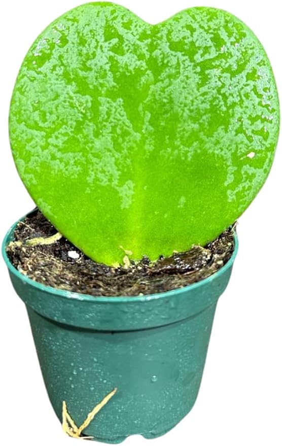 Hoya Kerrii Heart Succulent Plant in a 1.5 inch Pot, Live Indoor Low Light Air Purifying, Easy-Care House Plant