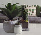 Thorsen's Greenhouse Live Janet Craig Compacta Plant, Dracaena Fragrans, Live Indoor Plant, 4" Diameter Pot