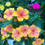 80+ Four O'clock Flower Seeds for Planting - Mix Color Mirabilis Jalapa Flower Seeds Tropical Ornaments