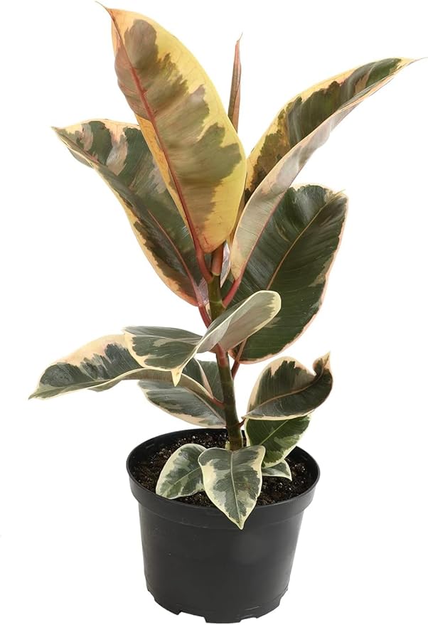 Tineke' Ficus Tree Live Plant (Variegated Rubber Plant), Ficus Elastica Live Plant Delivery, Easy Plant, Indoor Plants Live Houseplants, Real Plants, Live Plants Indoor Plant Decor by Plants for Pets