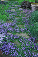 RedCrocus Creeping Mazus Mazus reptans 'Blue' | Ground Cover, Border Plant, Rock Garden | Evergreen, Pollinator Attractant, Pet Safe 1 Quart (Pack of 2)