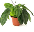 Live Plant Peperomia Piper Parmatum 4" - Easy to Care and Grow Air Purifying Indoor House Plants - Rare Peperomia - Flowers for Home Office Room Decor & Giftable (Heat Pack Included)