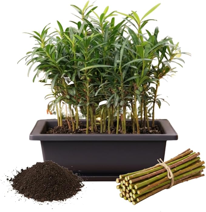 Willow Bonsai Tree Forest Kit for Growing - 8 Inch Pot & Tray, Soil, 15 Trees Included - Complete Beginner Bonsai Gift Set - Unique Gardener Gift, Secret Santa & Holiday Bonsai Kit - White Elephant