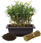 Willow Bonsai Tree Forest Kit for Growing - 8 Inch Pot & Tray, Soil, 15 Trees Included - Complete Beginner Bonsai Gift Set - Unique Gardener Gift, Secret Santa & Holiday Bonsai Kit - White Elephant