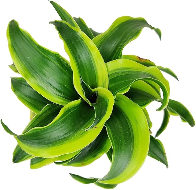 Dracaena 'Tornado' (4" Grower Pot) - Low Light and Healthy Houseplant - Easy to Care Indoor Plants - Live Healthy Houseplant for Home Office Decoration