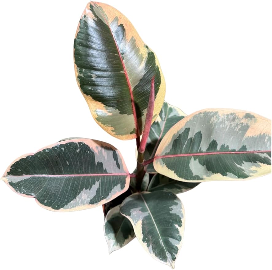 Variegated Ficus Elastica Tineke Rubber Plant in 4 inch Pot, Air Purifier Live Plant, Tropical Easy Care Houseplant, Office Gift Plant, Low Light Indoor Plant