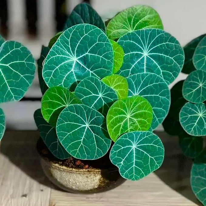2"-2.5" Hardy Stephania Cephalantha Plant Small Caudex Wide, Rare Succulent Already Sprouts with No Hair Roots, for Planting,Home Decor, Houseplant Decor