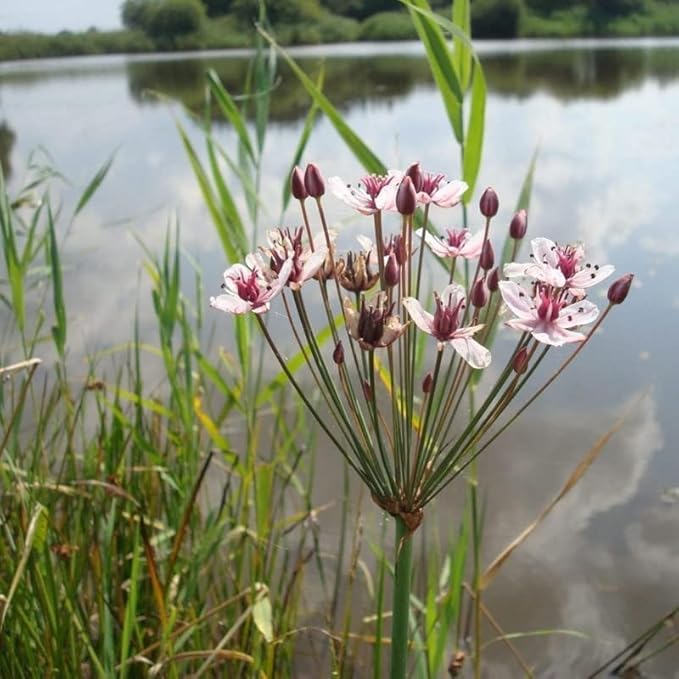 Flowering Rush, a Great Live Pond Plant for Your Water Garden. Filters The koi and Goldfish Pond. Good for Bogs, Plant Shelf or Shallow Water This marginal Aquatic is a Real Beauty