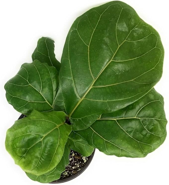 Suncoast Ficus Tree - Live Starter Plant in a 2 Inch Pot - Ficus Lyrata - Stunning Easy Care Interior Houseplant
