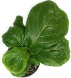 Suncoast Ficus Tree - Live Starter Plant in a 2 Inch Pot - Ficus Lyrata - Stunning Easy Care Interior Houseplant
