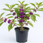 American Beautyberry Plant Live, Hardy Purple Beautyberry Live Plant, Flower Bush Shrub Berry Plants, 4 Inc Pot, Home Gardening