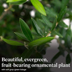 American Plant Exchange Live Olive Tree, Arbequina – Real Fruiting, Edible Indoor/Outdoor Houseplant – 8-Inch Pot, Perfect for Home, Office, Patio & Garden Décor